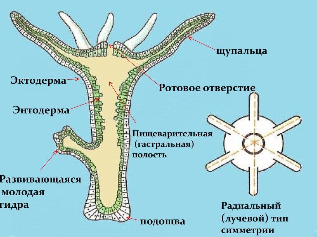 Сайт omg onion